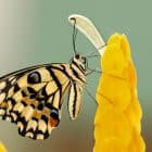 Webinar: Can You Rescue a Technology Project with Change Management?